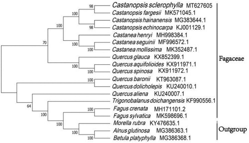 Figure 1. Neighbor-joining tree showing the relationship among Castanopsis sclerophylla and representative species within Fagaceae, based on whole chloroplast genome sequences, with two taxa from Fagales as outgroup. The bootstrap support values shown at the branches.
