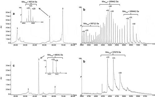 Figure 6. IEX-UV elution profile of the IdeS-digested HMW fraction (a) with insets representing native mass spectrum of peak 2. Native mass spectrum of peak 3 (b). IEX-UV elution profile of the IgdE-digested HMW fraction (c) with insets representing native mass spectrum of peak 2. Native mass spectrum of peak 3 (d). See conditions in Figure 5. Theoretical masses of F(ab’)2 dimer and Fab dimer are 199,411 Da and 99,076 Da, respectively.