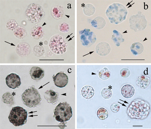 Figure 2 Cytochemistry staining of isolatedP. ficiformis cells; a, PAS reaction; b, Alcian blue; c, Sudan black; d, Neutral red. Cells without granules (asterisks) and cells with small granules (arrows) are generally less positive with all the methods used; than cells with few (arrowheads) or numerous granules (double arrows). Bars = 10 µm.