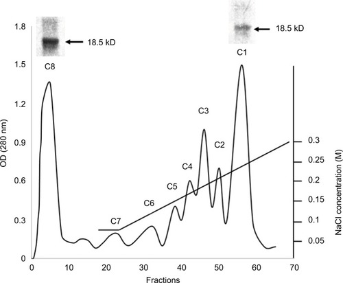 Figure 1 Chromatography of MBP acid-soluble material on the CM-52 cellulose cation-exchange column and PAGE results.Abbreviations: CM-52, carboxymethyl cellulose-52; MBP, myelin basic protein.