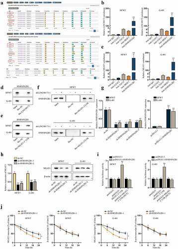 Figure 4. LINC00173 stabilizes MGAT1 mRNA by recruiting HNRNPA2B1.(a) Through starBase, candidate RBPs that might interact with LINC00173 were selected under the condition of CLIP-Data >= 3, and potential RBPs that might interact with MGAT1 were screened out under the condition of CLIP-Data >= 6. Overlapped results were highlighted in box. (b-c) In RIP assay, the level of LINC00173 and MGAT1 precipitated by indicated antibodies was detected through RT-qPCR. (d-e) After RNA pull-down assay, western blot was performed to measure the protein level of HNRNPA2B1 pulled down by Bio-LINC00173, Bio-MGAT1-3’UTR or Bio-NC. (f) RNA pull-down assay and western blot detected the level of HNRNPA2B1 pulled down by Bio-NC or Bio-MGAT1-3’UTR before and after WT cells were transfected with sh-LINC00173-1. (g) By RT-qPCR, knockdown efficiency of sh-HNRNPA2B1-1/2/3 and overexpression efficiency of pcDNA3.1-HNRNPA2B1 were tested in HFWT and G-401 cells. (h) RT-qPCR and western blot were conducted to measure the mRNA and protein levels of MGAT1 in HFWT and G-401 cells transfected with sh-NC, sh-HNRNPA2B1-1 or sh-HNRNPA2B1-2. (i) Dual luciferase reporter assay assessed the putative affinity between HNRNPA2B1 and MGAT1 3’UTR in HFWT and G-401 cells. (j) MGAT1 mRNA stability was detected by RT-qPCR at different time points under the influence of HNRNPA2B1 knockdown, with β-actin as negative control. *P<0.05, **P<0.01.