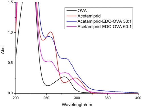 Figure 4. The UV absorption spectra of hapten-OVA conjugate.