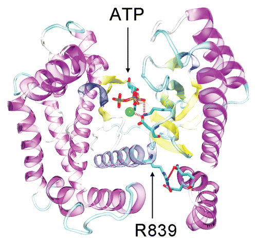 Figure 1 Structure of the catalytic domain of PIK3CG (PDB ID: 1E8X). ATP is shown bound within the PIK3CG active site. Residues D836 and K831 are within bonding distance of metal catalyst (green sphere) and ATP alpha/beta phosphates respectively. Residue R839 is within hydrogen bonding distance of both E702 and Q705 and appears to serve as an anchor to correctly position ATP contacts along the N-terminal lobe of the catalytic domain.