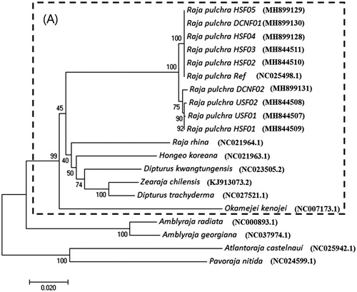 Figure 1 Phylogenetic tree of 11 Rajiformes species inferred from the Cox1 gene sequence in mitochondria. The tree was constructed by using Mega7 (neighbour-joining method with 1000 bootstrap replications). GenBank Accession Numbers are indicated in parenthesis.