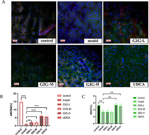 Figure 5 (A) Immunofluorescence staining of GIG on expression of ABCB4 and BSEP in ANIT-treated rats’ liver tissues. (B) The relative percentage of ABCB4 expression. (C) The relative percentage of BSEP expression. Red represents ABCB4, and green represents BSEP. **P<0.01, ****P<0.0001.