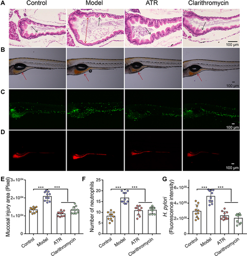 Figure 1 ATR reduced H. pylori-induced gastric mucosal damage. (A) H&E-stained histological sections of gastrointestinal tract tissue. The double-headed arrow shows the diameter of intestinal lumen, single-headed arrows indicate gastrointestinal folds. Fluorescence microscopy images showing the area of mucosal injury (single-headed arrows indicate the site of analysis of the zebrafish gastrointestinal tract) (B), number of neutrophils (C), and number of H. pylori (D) in gastrointestinal tract. Quantitative results of mucosal injury area (E), number of neutrophils (F), and H. pylori fluorescence intensity (G). Data are expressed as mean ± SD (n = 10). ***p < 0.001.