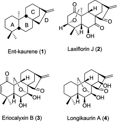 Figure 1 Structures of some Isodon diterpenoids and their biogenic precursor.