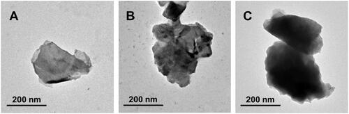 Figure 2. TEM images of (A) BP NSs; (B) BP@PDA; (C) BP@PDA-PAH-DMMA.