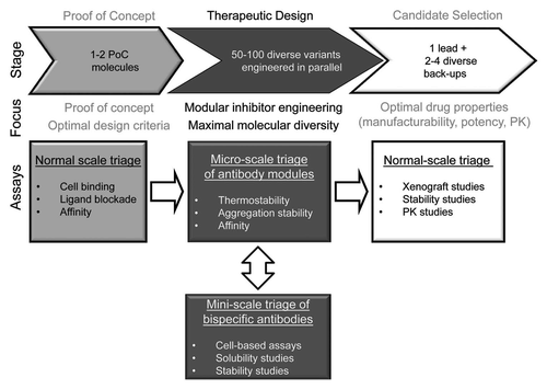 Figure 7 A workflow for rational engineering of a bispecific antibody. The engineering path is separated in three major stages. At the proof-of-concept stage, we focus on identifying optimal design criteria and create 1–2 molecules that trigger the desired biological responses. At the therapeutic design stage, we pursue parallel optimization of the modules of the bispecific molecule. We assemble the antibody optimized modules into bispecific molecules and evaluate them relative to the optimal design criteria. At the candidate selection stage, the properties of the lead and differentiated back-ups are selected through normal scale assays.