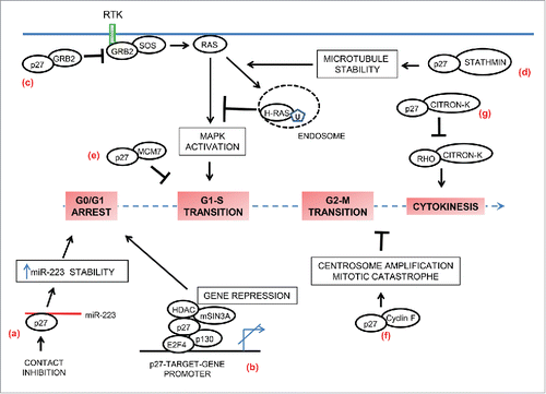 Figure 4. p27 in cell-cycle regulation. In addition to inhibition of cyclin-CDK activities, p27 also contributes to regulation of the cell-cycle by non-canonical means. (a) p27 is a RNA-binding protein. In contact-inhibited cells, cytoplasmic p27 directly binds and stabilizes miR-223. High levels of miR-223 then target E2F1 mRNA and thereby promote cell cycle arrest. (b) p27 also contributes to G0-G1 arrest by functioning as a transcriptional co-repressor in a CDK-independent fashion. On the promotors of specific target-genes it associates with p130/E2F4 complex and facilitates gene repression by recruiting co-repressors such as HDAC1 and mSIN3A. (c and d) p27 controls activation of MAPK pathway in a CDK-independent manner to regulate cell cycle entry. (c) In mitogen-stimulated quiescent cells, p27 is rapidly exported to the cytoplasm where it binds free GRB2 to limit GRB2-SOS complex formation and thus has the potential to attenuate MAPK activation. (d) In mitogen-stimulated cells, p27 sequesters stathmin to counteract its microtubule-destabilizing activity. The resulting enhanced microtubule-stability facilitates increased endocytic-trafficking of H-Ras and its ubiquitination, leading to attenuation of H-Ras –MAPK signaling and inhibition of cell cycle entry. (e) p27 interacts in a CDK-independent fashion with MCM7, a key component of the pre-replication complex that is assembled at the origins of replication. This interaction might prevent premature firing of the origins in late G1. (f) p27 sequesters cyclin F in a CDK-independent manner and antagonizes the cyclin F-mediated degradation of CP110 resulting in centrosome amplification and mitotic catastrophe. (g) Citron kinase (Citron-K) is essential for cytokinesis; p27 interferes with normal cytokinesis by interacting with citron-K and preventing its activation by RhoA.