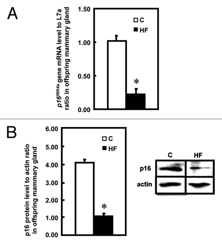 Figure 2 p16INK4a mRNA and protein levels in offspring mammary glands. (A) Expression of p16INK4a mRNA in mammary glands of offspring of control (C) and high-fat (HF) fed dams (n = 6) presented as the ratio to L7a housekeeping gene. The values are presented as the mean ± SEM; *p < 0.05 when compared with C group. (B) Expression of protein in mammary glands of offspring of control (C) and high-fat (HF) fed dams (n = 4). The right part is a representative image of p16INK4a protein as measured by immunoblotting, and values in the left part are presented as the mean ± SEM *p < 0.05 when compared with C group.