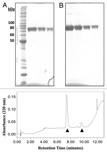 Figure 2. Electrophoretic mobility and RP-UPLC analysis of tHA-BC. Coomassie-stained SDS-PAGE of (A) HAC1 and (B) tHA-BC. Molecular weight markers (lane 1), HAC1 monomer (lanes 2–4) or tHA-BC (lanes 5–8) at various loads. tHA-BC loaded at approximately 1 µg indicates > 90% purity. (C) RP-UPLC profile for tHA-BC. The elution profile shows three main peaks at 7.5, 9.0 and 9.75 min. Western blot analysis of these peaks revealed that tHA-BC is present in peaks at 7.5 and 9.75 min, resulting in a combined purity of > 90%. Elution absorbance was recorded at 220 nm from a C4 column with a 1%/min gradient across the main peak.