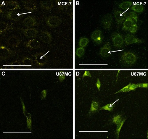 Figure 3 (A and B) show three-photon microscopy images for integrin negative MCF-7 cells exposed to pristine and peptide functionalized ZnO NPs respectively. Both as-prepared and pep-ZnO NPs showed exclusive physisorption with little or no cellular uptake as shown by the white arrows. (C and D) show three-photon microscopy images for integrin positive U87MG cells. Clearly, pep-ZnO NPs exhibited a strong cellular uptake for U87MG cells due to the presence of αvβ3-integrin receptors. The scale bars correspond to 50 µm.