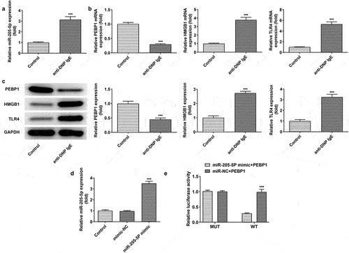 Figure 5. DNP IgE/HAS treatment induced the expression of miR-205-5P/PEBP1/HMGB1 in BL-2H3 cells. (a) The level of miR-205-5P. ***P < 0.001 versus control group. (b) The mRNA levels of PEBP1/ HMGB1/TLR4. ***P < 0.001 versus control group. (c) The protein levels of PEBP1/ HMGB1/TLR4. ***P < 0.001 versus control group. (d) The level of miR-205-5P. ***P < 0.001 versus mimic-NC. (e) The relationship of miR-205-5P and PEBP1 was detected by Luciferase report assay. ***P < 0.001 versus miR-205-5p mimic+PEBP1 + WT.