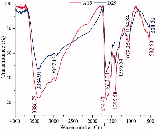 Figure 2. The FT-IR spectra of AgNPs biosynthesized by cell-free supernatant of Bacillus amyloliquefaciens (D29) and Bacillus subtilis (A15).