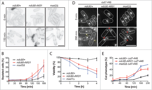 Figure 2. SAC signaling is defective in the ndc80-AK01 mutant. A. Exponentially growing cells were synchronized with 12.5 mM hydroxyurea (HU), washed out and placed in YE5S medium in the presence of 50 μg/ml TBZ and 60 μg/ml of CBZ at 27°C. Samples were stained with Calcofluor. B. Quantification of septated cells. Values are averages from 3 repeats. n > 150 cells for each time point. C. Viability test. Cells were grown in YE5S containing 50 μg/ml TBZ and 60 μg/ml of CBZ at 27°C and 200–500 cells were plated on YE5S plates. After 3 d incubation, the number of viable colonies was counted. D. The ndc80-AK01 and mad2Δ mutant cells display the “cut” phenotype in combination with the temperature-sensitive kinesin-5 mutant. Exponentially growing cells at 25°C were shifted up to 36°C. DAPI was used to stain DNA. Over-condensed chromosomes (yellow arrowheads) and the “cut” phenotype (red arrowheads) are marked. E. Quantification of cells showing the “cut” phenotype. Cells displaying “cut” phenotype as shown in D were quantified every 40 minutes for 200 minutes. Values are averages from 3 repeats. n > 150 cells for each time point. Error bars in B, C and E represent standard deviations. Scale bars, 10 μm.