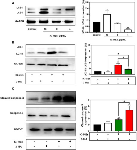 Figure 7. IC-MEs induce autophagy and apoptosis in HepG2 cells. (A) The expression ratio of LC3-II/LC3-I after IC-MEs treatment. (B) The expression ratio of LC3-II/LC3-I after IC-MEs co-incubated with 3-MA. (C) The expression of cleaved caspase-3 treated with different drugs administration. Data are represented as mean ± SD, n = 3, *p < .05, **p < .01 vs. control, #p < .05.