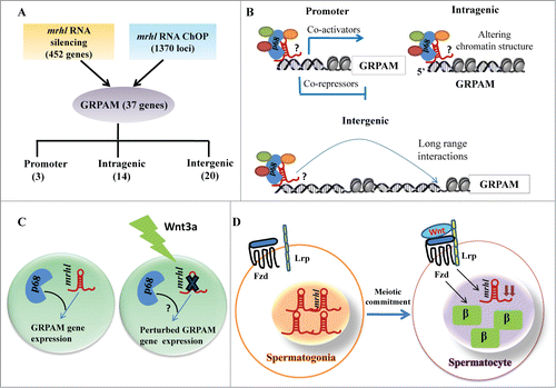 Figure 12. Summary of the relationship between chromatin occupancy of mrhl RNA and regulation of gene expression in the context of Wnt signaling in spermatogenesis. (A) Overlap set of mrhl RNA silencing (microarray data) and mrhl RNA ChOP leading to 37 GRPAM genes and their classification based on location of ChOP sequence reads. Number in brackets indicates the number of GRPAM of that particular category. (B) Hypothetical mechanisms of gene regulation by mrhl RNA-p68 complex at GRPAM loci. Oval circles indicate different proteins associated with mrhl RNA which can include co-activators or co-repressors or chromatin modifiers. ? indicates that the nature of interaction of p68-mrhl RNA complex with chromatin template is not clear at present. Regulation of promoter class of GRPAM can be through recruitment of co-activators or co-repressors while intragenic and intergenic GRPAM can be regulated through alteration of chromatin structure and long range interactions respectively. (C) Down regulation of mrhl RNA and perturbation of GRPAM gene expression in Gc1-Spg spermatogonial cell line upon Wnt3a treatment. ? indicates that the status of p68 genome wide occupancy and expression of p68 upon Wnt3a treatment is not known. (D) Inverse correlation between Wnt activated state (as demonstrated by nuclear β catenin) and mrhl RNA expression levels between spermatogonia (Repressed Wnt signaling, higher expression of mrhl RNA) and differentiated spermatocytes (Wnt activation and decreased levels of mrhl RNA ). β: β catenin, Fzd: Frizzled, Lrp: Low-density lipoprotein receptor-related protein.