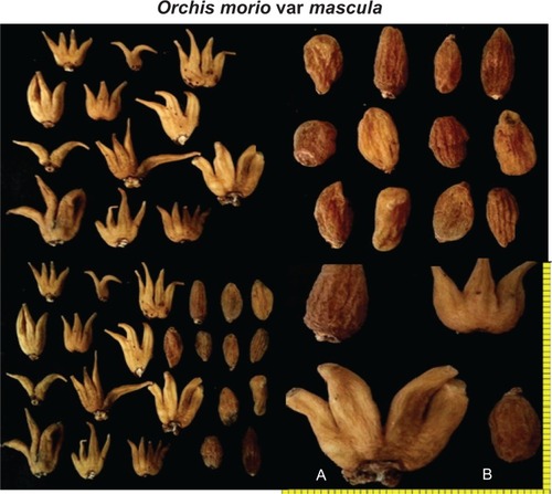 Figure 1 Palmate (A) and rounded (B) forms of Orchis morio var mascula tubers present in Iran.