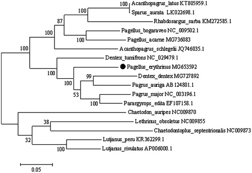 Figure 1. Phylogenetic analysis of P. erythrinus based on the entire mtDNA genome sequences of 11 sparids and 5 out-group species by maximum likelihood method. Numbers above the nodes indicate 1000 bootstrap values. Accession numbers are shown behind species names.