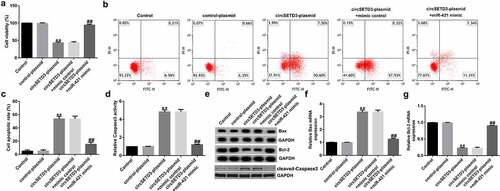 Figure 3. CircSETD3 regulates CCA cell viability and apoptosis by targeting miR-421.