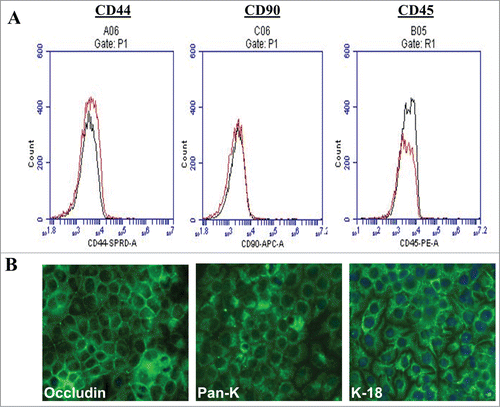 Figure 3. Phenotypic characteristic of SUCECs: (A) SUCECs (n = 3) were analyzed by flow cytometry and (B) IFA for the expression of mesenchymal (CD44 and CD90), haematopoietic (CD45) and epithelial cell markers (Pan-CK, CK-18 and Occludin). Solid black line: isotype control; red line: specific antibody. Mesenchymal and haematopoietic markers were not detected on SUCECs, whereas epithelial markers were strongly expressed on these cells.