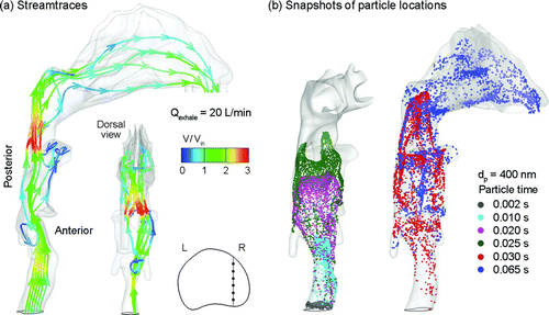 FIG. 5 Particle dynamics illustrated by (a) streamtraces of six fluid elements initiated at the upper trachea, and (b) snapshots of particle locations inside the nasal-laryngeal airway at different instants and a constant exhalation rate of 20 L/min. Three thousand discrete particles of 400 nm diameter were released at t = 0 s and tracked in the particle history illustration.