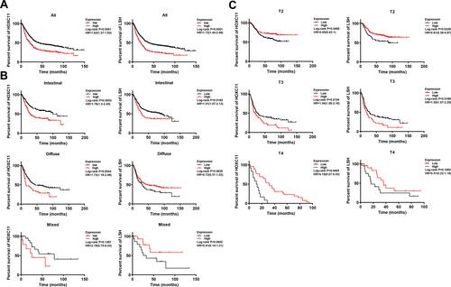 Figure 2 Survival analysis of HOXC11 and LSH expression in GC tissues from Kaplan-Meier plotter gastric cancer datasets. (A) The survival of patients with high HOXC11 or LSH expression was significantly shorter than that of those with low expression. (B) Survival analysis of HOXC11 or LSH expression in GC tissues under Lauren classification. (C) Survival analysis of HOXC11 or LSH expression in GC tissues under tumor invasion (T) classification.