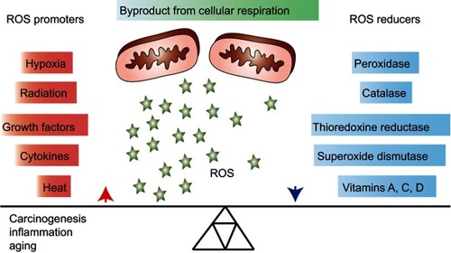 Figure 1 Overview of general promoters and reducers of reactive oxygen species (ROS). ROS are products of cellular respiration and their formation can contribute to oxidative stress and conditions, such as carcinogenesis, inflammation and aging. Upon elevated levels of ROS, cells may protect themselves by activating ROS reducing enzymatic or non-enzymatic mechanisms. Some factors that contribute to increasing or decreasing the ROS level are listed in the figure.