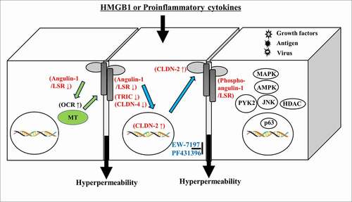 Figure 3. Schematic representation illustrating the possible mechanisms of action of HMGB1 and proinflammatory cytokines.