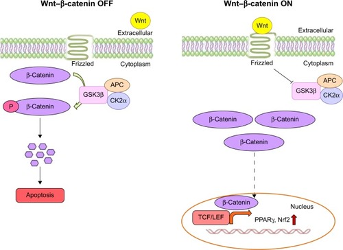 Figure 10 Wnt–β-catenin canonical pathway.