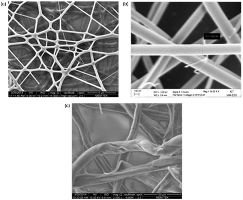 Figure 2. SEM images of electrospun collagen fibers (a) network structure, (b) single fiber morphology at a higher magnification, and (c) self-assembled collagen fibers’ morphology at a higher magnification.