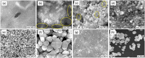 Figure 1. SEM images of BT/CT NC powders synthesized by hydrothermal reaction at various conditions. (a) 220°C for 72 h, (b) 230°C for 72 h, (c) 240°C for 12 h, (d) 240°C for 24 h, (e) 250°C for 24 h, (f) 240°C for 24 h without tert-butylamine and oleic acid, (g) 240°C for 24 h without tert-butylamine, (h) 240°C for 24 h without oleic acid. Irregularly shaped fine particles less than 10 nm were observed in a full field of view (a) and the encircled areas in (b) and (c)