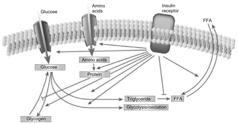 Figure 2 The regulation of metabolism by insulin.Citation5Reprinted from Nature, vol. 414, issue 6865, Saltiel and Kahn, Insulin signalling and the regulation of glucose and lipid metabolism, pp. 799–806, Copyright (2001), with permission from Nature Publishing Group.
