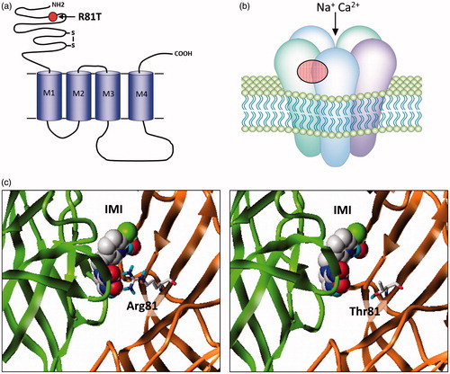 Figure 2. (a) nAChRs share a similar overall structure to the ligand-gated chloride channels with individual subunits containing four trans-membrane domains (M1–M4) and a large extracellular N-terminal domain. The mature receptor (b) is a pentamer of either identical or non-identical subunits and gates a cation-selective channel following acetylcholine binding to the extracellular domain. Neonicotinoids such as imidacloprid activate the channel by binding to the same site. The only field-confirmed case of target site resistance to these compounds involves mutation (red circle) of arginine 81 to threonine (R81T) in Myzus persicae β1 subunit that causes repulsion of imidacloprid binding at the α/β subunit interface as shown in (c) (taken from Bass et al. (Citation2015)).