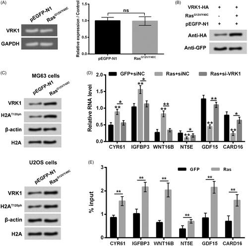 Figure 6. Ras-PI3K pathway specific activation-induced up-regulation of H2AT120ph was achieved by up-regulation of VRK1. (A, B) After pEGFP-N1 or pEGFP-RasG12V/Y40C transfection, the VRK1 mRNA and protein levels were detected using real-time PCR and western blotting, respectively. (C) After pEGFP-N1 or pEGFP-RasG12V/Y40C transfection, the VRK1 and H2AT120ph expression in MG63 and U2OS cells were measured using western blotting. (D) The CYR61, IGFBP3, WNT16B, NT5E, GDF15 and CARD16 mRNA expressions in MG63 cells were tested using real-time PCR after transfection with pEGFP-N1, pEGFP-RasG12V/Y40C and/or siNC or si-VRK1. (E) The input levels of VRK1 in promoter regions of CYR61, IGFBP3, WNT16B, NT5E, GDF15 and CARD16 in MG63 cells were evaluated using chromatin immunoprecipitation (ChIP) after transfection with pEGFP-N1 or pEGFP-RasG12V/Y40C. VRK1: Vaccinia-related kinase 1. **p < .01 (n = 3).