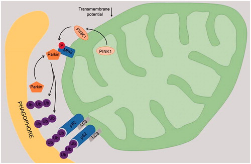 Figure 1. Molecular mechanism of Parkin-mediated mitophagy. Depolarization of the mitochondrial membrane causes stabilization of PTEN-induced putative kinase 1 (PINK1) and its translocation to the outer membrane where this enzyme phosphorylates (activates) mitofusin 2 (Mfn2), a fusion protein resided on the mitochondrial surface. Parkin, a E3 ubiquitin ligase. Activated Parkin then polyubiquitinates major mitochondrial proteins located on the outer membrane thereby creating targets recognized by autophagy adaptor proteins p62 that mediates interaction with the microtubule-associated protein 1 light chain 3 (LC3), which is involved in elongation of the phagophore membrane. As a result, the mitochondrion is enveloped by the phagophore forming the autophagosome in which the mitochondrion is digested.