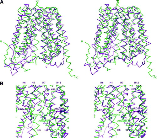 Figure 3.  (A) Wall-eyed stereo image ribbon representation of the structural alignment between the GlpT crystal structure (green) and GlpT model (magenta) based on LacY crystal structure. (B) Wall-eyed stereo image of GlpT active site showing Arg 45 on transmembrane helix 1 and Arg269 on transmembrane helix 7 are in different locations on the GlpT crystal structure (green) and GlpT model (magenta) based on LacY crystal structure. Helices 2, 4 and 11 have been removed in order to visualize the Arg residues in the central cavity.