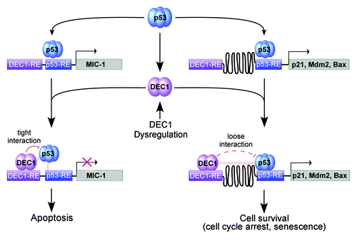 Figure 1. A model for DEC1 to differentially modulate p53-dependent gene expression. Upon binding to the p53-responsive element (p53-RE), p53 induces an arrary of pro-survival and pro-apoptotic genes, including p21, Mdm2, Bax, MIC-1 and DEC1. Since the p53-RE is adjacent to the DEC1-RE on the MIC-1 promoter, p53 and DEC1 interact tightly on the MIC-1 promoter, which then weakens the ability of p53 to bind to the MIC-1 promoter and consequently p53-induction of MIC-1. By contrast, due to a large space between the DEC1-RE and the p53-RE on the promoters of other p53 target genes, including p21, Mdm2 and Bax, the interaction between DEC1 and p53 on the target gene promoters is too weak to inhibit p53 DNA-binding activity. Therefore, DEC1 does not inhibit the ability of p53 to induce p21, Mdm2 and Bax. Together, we hypothesize that DEC1 forms a feedback loop with p53 to control the response of DNA damage-induced cell survival vs. cell death via MIC-1 and that dysregulation of DEC1 alters the sensitivity of tumors to cancer therapies via the p53-DEC1-MIC-1 loop.