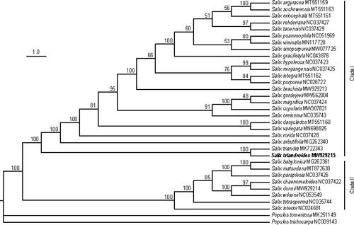 Figure 7. Phylogenetic tree constructed using the maximum likelihood (ML) method based on the whole chloroplast genomes from 32 Salix species and two Populus species. The numbers above the branches represent the ML bootstrap values.