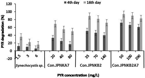 Figure 3. Percent degradation of PYR by Synechocystis sp. and Con (consortium) JP-NK.