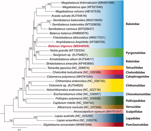 Figure 1. Phylogenetic tree inferred by maximum-likelihood using of 13 protein-coding genes of 28 barnacles mitochondrial genomes, including B. trigonus (MZ049958). Bootstrap support values based on 1,000 replicates are displayed on each node as >70.