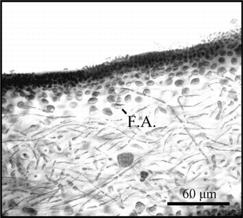 Figure 4  Schizymenia dubyi filamentous ampulla (F.A.) where the reproductive cells develop.