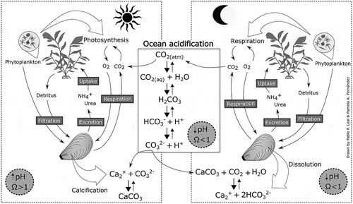 Fig. 1. Conceptual diagram of possible interactions between macroalgae and mussels in co-culture under OA conditions. Seawater pH and aragonite saturation state (Ωarg) are reduced to unfavourable conditions for calcification. During daytime, macroalgal photosynthesis increases pH in surrounding seawater, counteracting OA effects on calcification. However, during nighttime, macroalgae and mussels release CO2 during respiration, contributing to OA conditions. This last condition can be different if appropriate culture proportions are previously determined in, for example, laboratory experiments. Moreover, photosynthetic O2 released during daytime and macroalgal detritus can benefit mussels metabolism, and excretion of NH4+, urea and CO2 can support macroalgal growth and photosynthesis. Mussels can also help control phytoplankton blooms by filtration. Note: arrow size indicates direction in which the reaction is favoured (nondashed, negative; dashed; positive).