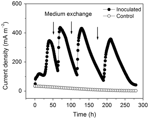 Fig. 1. A startup curve of a MFC inoculated with hyperthermophilic microorganisms and operated at 80 °C. The experiment was performed in triplicate, and the figure shows a representative experiment.