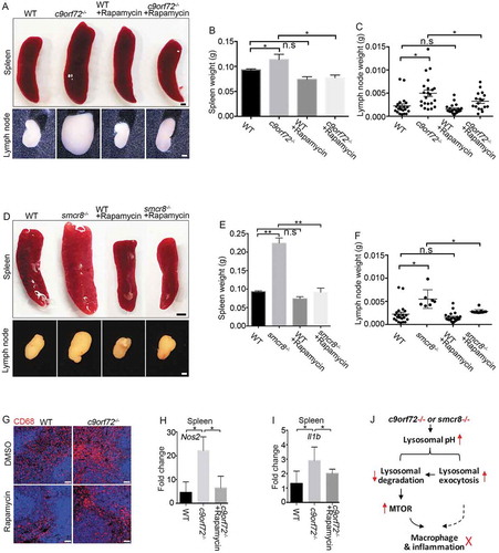 Figure 8. MTORC1 inhibition mitigates macrophage dysfunction in mutant mice. (A) Gross images of spleen (upper panels) and lymph nodes (lower panels) dissected from wild type (WT) and c9orf72−/- mutant mice with or without Rapamycin treatment. Scale bars: 1 mm (upper panels), and 0.5 mm (lower panels). (B and C) Statistical analyses of weights of spleens and lymph nodes. (D) Gross images of spleen (upper panels) and lymph nodes (lower panels) dissected from wild type (WT) and smcr8−/- mutant mice with or without torin treatment. Scale bars: 2 mm (upper panels), and 1 mm (lower panels). (E and F) Statistical analyses of weights of spleens and lymph nodes. (G) Representative CD68 immunohistochemistry in red pulps of WT and c9orf72−/- mutant mice with or without Rapamycin treatment. Scale bars: 50 μm. (H and I) qRT-PCR analysis of mRNA expression of pro-inflammatory cytokines in spleens of c9orf72−/- mutant mice with or without Rapamycin treatment. In all the quantification, error bars represent SEM of 3 independent experiments followed by one-way ANOVA with Bonferroni correction (*p < 0.05, **p < 0.01). n.s represents not significant. (J) A diagram showing that C9orf72 or Smcr8 deletion disrupted lysosomal exocytosis and degradation and resulted in upregulation of MTOR proteins and MTORC1 signaling, leading to macrophage dysfunction and inflammation in mice.