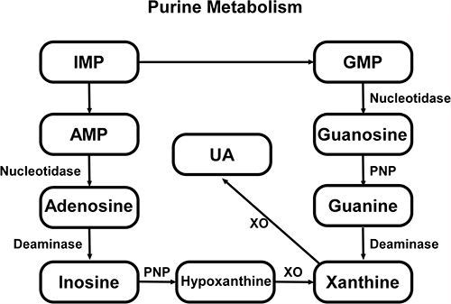 Figure 1 Exogenous and endogenous purine is deaminated to form inosine monophosphate (IMP), which can convert to adenosine monophosphate (AMP) or guanosine monophosphate (GMP) and terminally turn into xanthine through two metabolic pathways. Part of AMP is dephosphorylated to adenosine by nucleotidase, and subsequently adenosine is deaminated to inosine. Similarly, GMP is converted to guanosine by nucleotidase. Inosine and guanosine are further converted to hypoxanthine and guanine by purine nucleoside phosphorylase (PNP) respectively, followed by hypoxanthine being oxidized while guanine deaminated, both to form xanthine. Eventually, uric acid is produced through xanthine oxidized reaction by xanthine oxidase (XO).