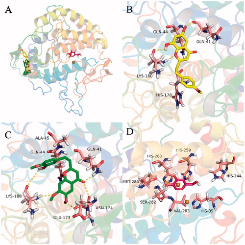 Figure 7. Docking analysis of 13 (green sticks), 14 (yellow sticks), and kojic acid (red sticks) with tyrosinase. Binding mode of 13, 14, and kojic acid with tyrosinase (A). 3D cartoon diagram of the interactions of 14 (B), 13 (C), kojic acid (D) with tyrosinase.