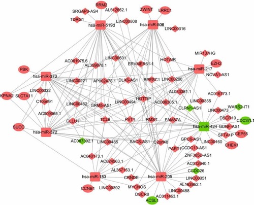 Figure 4 The ceRNA regulatory network in HCC.Notes: The oval represents mRNA, the diamond represents lncRNA, and the square represents miRNA. Red indicates the gene was upregulated and green indicates the gene downregulated in HCC tissues compared with adjacent normal liver tissues. The line between the genes indicates that there could be regulatory relationships between the two genes.Abbreviations: ceRNA, the competing endogenous RNA; HCC, hepatocellular carcinoma.