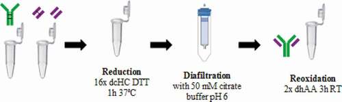 Figure 8. Reduction-oxidation assembly approach. In vivo produced and purified LC and HC are reduced to free disulfide bonds and deoxidized to obtain the assembled mAb